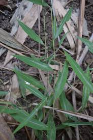 Image result for Microstegium fasciculatum