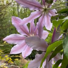 We did not find results for: Clematis Macropetala Markham S Pink Clematis Markham S Pink Uploaded By Agirlwithacamerah