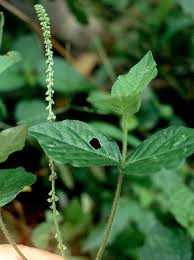 Image result for Cyathula