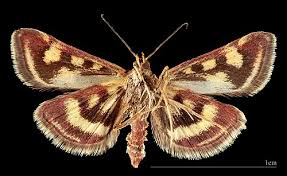 Image result for Pyrausta ostrinalis
