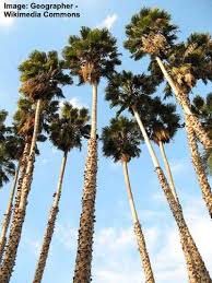 Unfortunately, i don't have many details to give, and i'm by no means one to say i'm even an amateur at plant identification. Types Of Palm Trees With Identification Guide Pictures Name