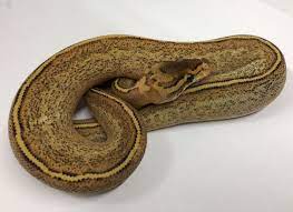 Pin On Snakes I Like