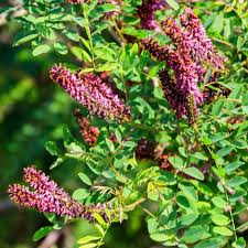Image result for Indigofera filipes