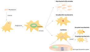Image result for Mycobacteria