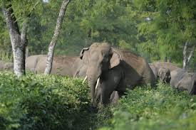Gajah Dan Badak Terancam Punah Inilah Peran Mereka Bagi Bumi Halaman All Kompas Com