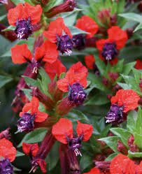 Image result for Cuphea llavea