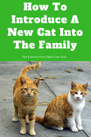 How To Introduce A New Cat To Your Family Introducing A New Cat Cat Training Cats