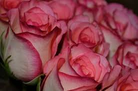 The 12 best valentine's day flower arrangements for that special someone. Valentine Flower Images Free Stock Photos Download 11 098 Free Stock Photos For Commercial Use Format Hd High Resolution Jpg Images