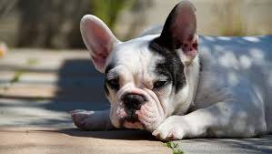 How smart are french bulldogs? Choosing The Best Joint Supplement For A French Bulldog 6 Things You Must Know