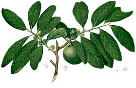Image result for Diospyros truncatifolia