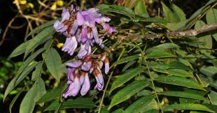 Image result for Philenoptera