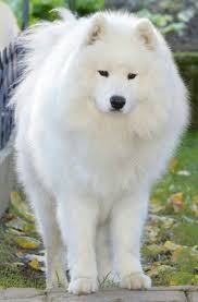 Big Black And White Fluffy Dog Cute Samoyed Check Out All Of Our Other Samoyed Dog Photos Updated Weekly Samoyed Sammy Puppy Cute Dog Samoyedsaturda Samoyed Dogs Big Fluffy Dogs Dogs