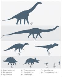 Dinosaurs Size Comparison With A Human Dinosaur History