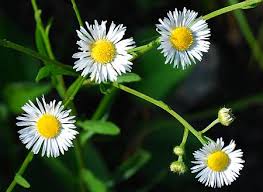 Image result for Oxyanthus strigosus