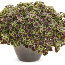 Image result for Coleus melleri