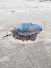 View live cams in kiawah island and see what's happening at the beach. Kiawah Island Sc On Twitter Kiawah Island Beach Patrol Has Reported Five Portuguese Man Of War Washed Up So Far This Morning