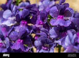 Image result for Nemesia lilacina
