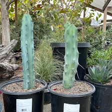 Image result for Myrtillocactus geometrizans