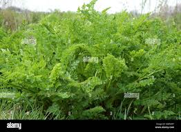 Image result for Apium graveolens