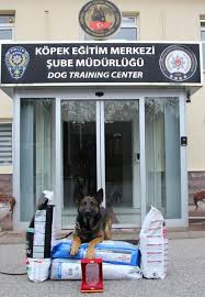 Belcika Kurdu Odin Hassas Burnuyla Tarihe Gecti Son Dakika Haberleri