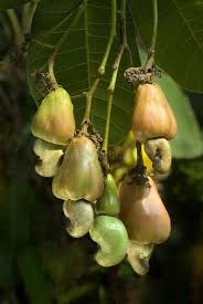 Image result for Anacardium