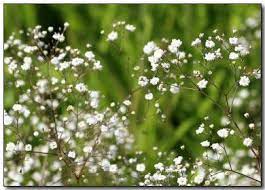 Baby S Breath Flowers Grow Baby S Breath Flowers Special Occasion Easy To Grow Bulbs Babys Breath Flowers Babys Breath