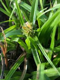 Image result for Kyllinga squamulata