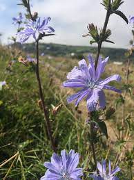 Pin On Wild Flowers