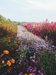 Gorgeous Feld Mit Blumen Pflanzen Blumen Wiese