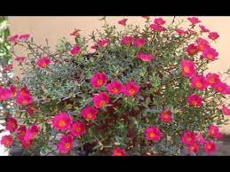 She reveals very little about herself and is very guarded about her past in new york before she moved to toronto. How To Increase Flowering In Ten O Clock Plants à´ªà´¤ à´¤ à´®à´£ à´š à´Ÿ Youtube Clock Flower Plants Flowers