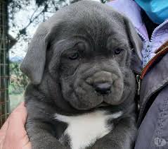 Alimentazione del cane di razza dalmata. Cane Corso Rustico Animali Agosto Clasf