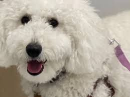 Fundraiser for Loida Ayala by Kellie Acosta : “Arya Was Just Healing—Then  She Was Attacked. Help Save Her