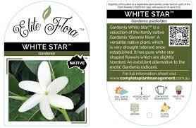 Image result for Gardenia posoquerioides