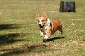 Cheddar has a collar that is blue with accentuating diamonds that are orange and grey. Brooklyn Nine Nine Dog Who Played Cheddar Dies At 13 Deadline