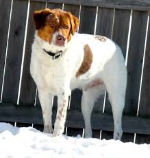 Each and every neady cat volunteer goes above and beyond their very best to rescue, care for and play with all the cats and kittens at their shelter 3 22 13 Mac 4 Yr Old Brittany Rottie Mix Needs A Home Asap Contact Safe Sanctuary In Faribault Mn Or Visit The Baby Animals No Kill Animal Shelter Animals