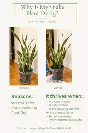 Why Is My Snake Plant Dying Snake Plant House Plant Care Plants