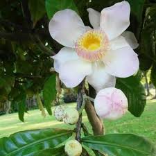 Image result for Tristachya superba