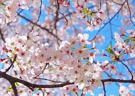 If you love the idea of beautiful, fragrant flowering trees welcoming spring with vibra. Japan S Most Famous Sakura Tree What Kind Of Flowers Are Somei Yoshino Cherry Blossoms Live Japan Travel Guide