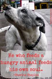 630 x 630 jpeg 27 кб. Give It A Shot You Ll See How True It Is Dogmom Dogdad Adoptdontshop Doglover Lovedogs Rescuedog Shelterdog Dog Quotes Animal Quotes Canine Companions