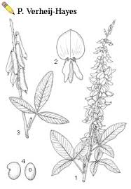 Image result for Crotalaria trichotoma