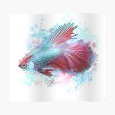 Betta fish clipart dragon clipart legal scales clipart. Dragon Scale Betta Sticker By Solosammich Redbubble