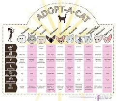 Are You Considering A Ragdoll Cat How To Know Which Cat Is