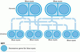 Have you wondered what eye color or hair color will your baby have and what will he or she look like? Eye Color Genetics Chart Familyeducation
