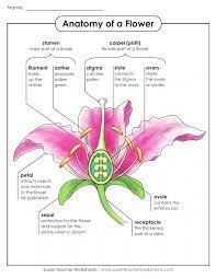 Flower Anatomy Anzbh