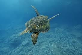 You know the baby turtle from finding nemo? Sea Turtle Migration See Turtles