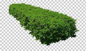 Png Plants For Photoshop Free Download Tree Photoshop Grass Photoshop Psd Free Photoshop