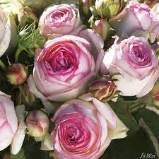 Unsere tipps helfen dir bei der. Nostalgische Strauchrose Eden Rose Rosa Eden Rose Park Strauchrosen Garten Schluter
