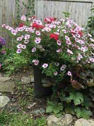 Using Photos As A Garden Journal Finegardening