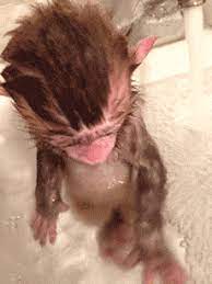 Meanwhile in another strange series of videos, monkeys are forced to carry out cute scenes as part of storylines in an type of online youtube soap opera by their captors. Baby Monkey Bath Time Aww