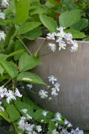 Design center at 56th and pine lake: Clematis Mrs Robert Brydon